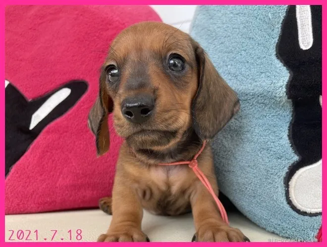 ID：2107-00623の子犬