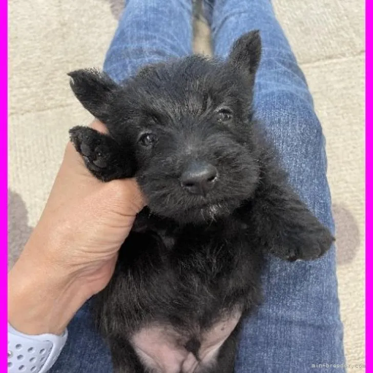 ID:2207-02576の子犬