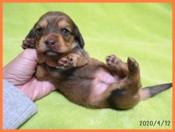 ミニチュアダックスフンド(ロング)【千葉県・女の子・2020年3月25日・レッド】の写真「刺し毛がチョコレート色です」