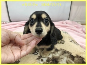 カニンヘンダックスフンド(ロング)【千葉県・女の子・2020年10月14日・ブラック&イエロー】の写真「めっちゃ派手顔のかわいこちゃんXmasまで1万円引」