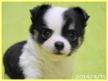 チワワ(ロング)【千葉県・女の子・2014年2月26日・ブラック&クリーム、ホワイト】の写真「めちゃめちゃかわいい女の子です」