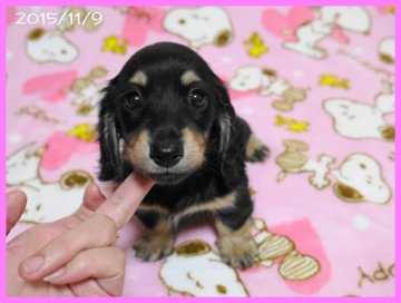 カニンヘンダックスフンド(ロング)【千葉県・女の子・2015年9月16日・ブラック&クリーム】の写真「両親共にチャンピオン同士の素晴らしい子です」