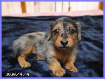 カニンヘンダックスフンド(ロング)【千葉県・男の子・2020年2月27日・シルバーダップル】の写真「両親ともにJKCチャンピオンの良血統。PRA安心」