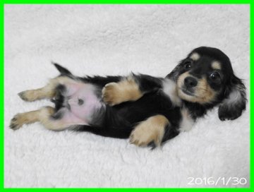 カニンヘンダックスフンド(ロング)【千葉県・男の子・2015年12月4日・ブラック&クリーム】の写真「とってもかわいいちっこい男の子です」