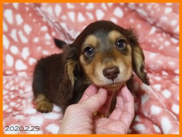 ミニチュアダックスフンド(ロング)【千葉県・男の子・2020年1月2日・チョコレート&タン】の写真「期間限定3万円値下げ！パパはチャンピオンPRA安心」