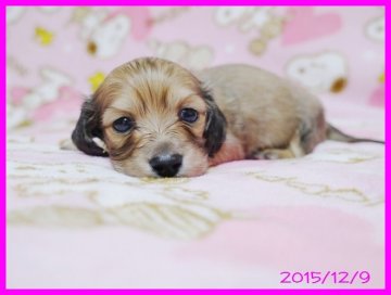 カニンヘンダックスフンド(ロング)【千葉県・女の子・2015年11月8日・シェーデットクリーム】の写真「両親共にチャンピオン同士、PRA発症しません」