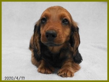 スタンダードダックスフンド(ロング)【千葉県・男の子・2020年2月19日・レッド】の写真「両親ともにJKCチャンピオンの良血統の子犬ちゃん」