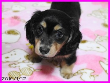 カニンヘンダックスフンド(ロング)【千葉県・女の子・2015年11月20日・ブラック&クリーム】の写真「パパはJKCチャンピオン。PRA心配ありません。」