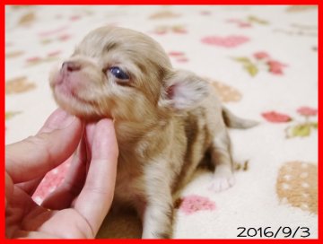 チワワ(ロング)【千葉県・女の子・2016年8月13日・チョコレートマール】の写真「とってもかわいいぼくちゃんです」