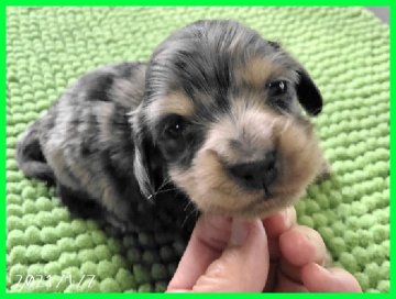 ミニチュアダックスフンド(ロング)【千葉県・女の子・2020年12月6日・シルバーダップル】の写真「パパはJKCチャンピオンPRAクリアです」