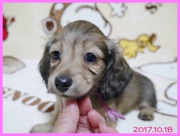 カニンヘンダックスフンド(ロング)【千葉県・女の子・2017年9月1日・シェーデッドイエロー】の写真「両親チャンピオン、PRA安心、コンパクトサイズ」