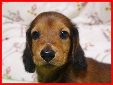 スタンダードダックスフンド(ロング)【千葉県・女の子・2019年5月25日・レッド】の写真「とても美人さんです。パパはチャンピオン」