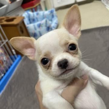 チワワ(スムース)【千葉県・男の子・2022年11月18日・ホワイト&クリーム】の写真「血統優秀でPRAもクリアで安心です」