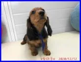 スタンダードダックスフンド(ロング)【千葉県・女の子・2020年10月12日・レッド】の写真2