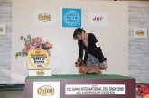 カニンヘンダックスフンド(ワイアー)【・男の子・2018年4月20日・レッド】