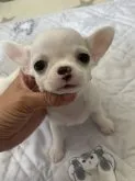 チワワ(スムース)【千葉県・男の子・2023年7月2日・ホワイト】の写真4