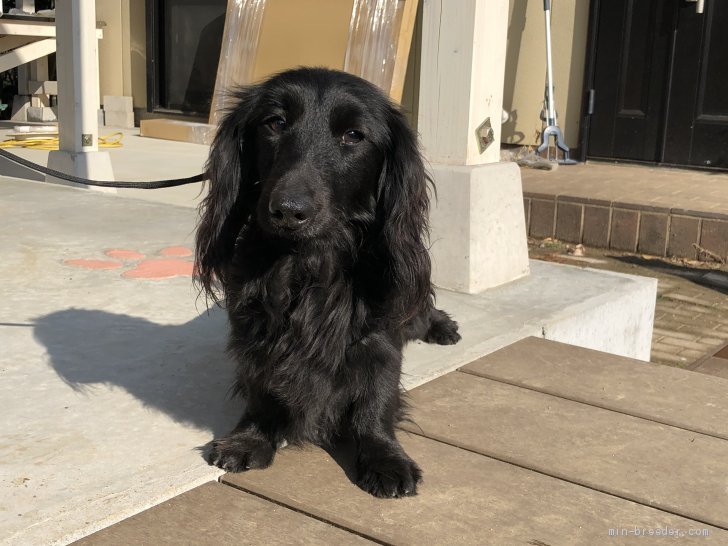 カニンヘンダックスフンド(ロング)【・男の子・2019年11月25日・ブラックソリッド】