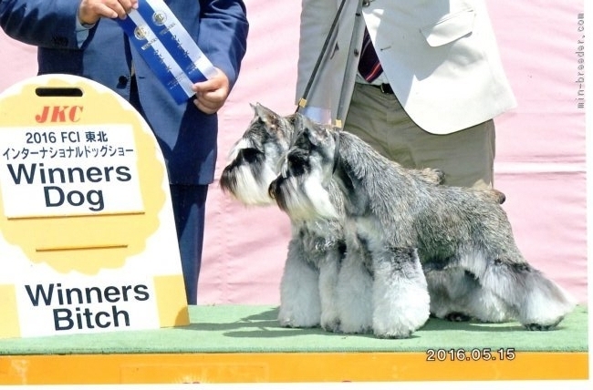 パパ犬チャップリン君　妹と同時入賞｜大堀　美津子(おおほり　みつこ)ブリーダー(群馬県・ミニチュアシュナウザー・JKC登録)の紹介写真3