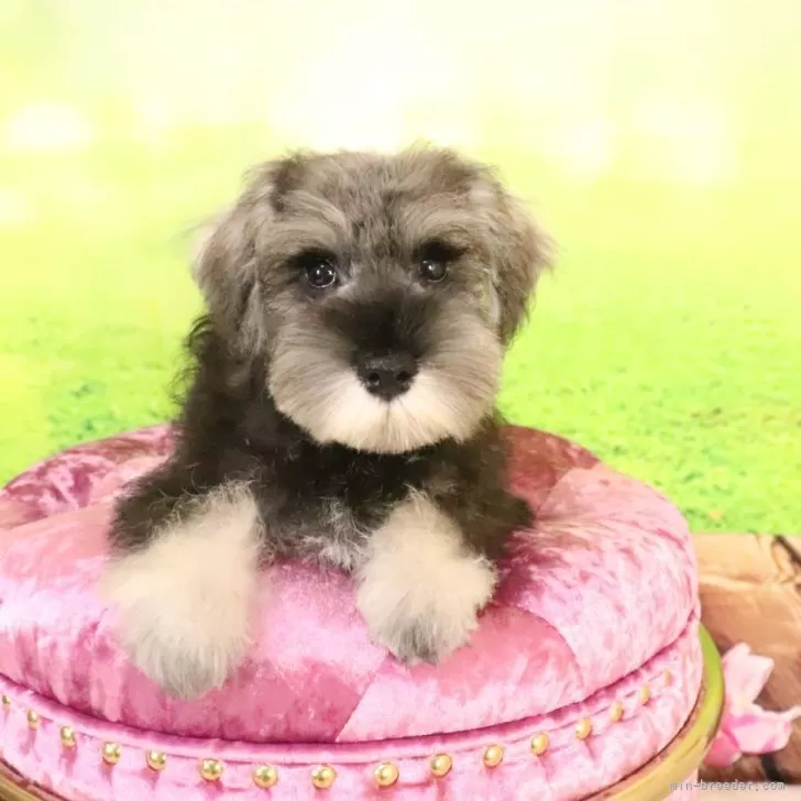 ID:2506-06807の子犬