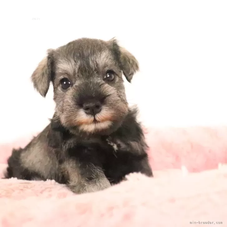 ID：2411-05289の子犬