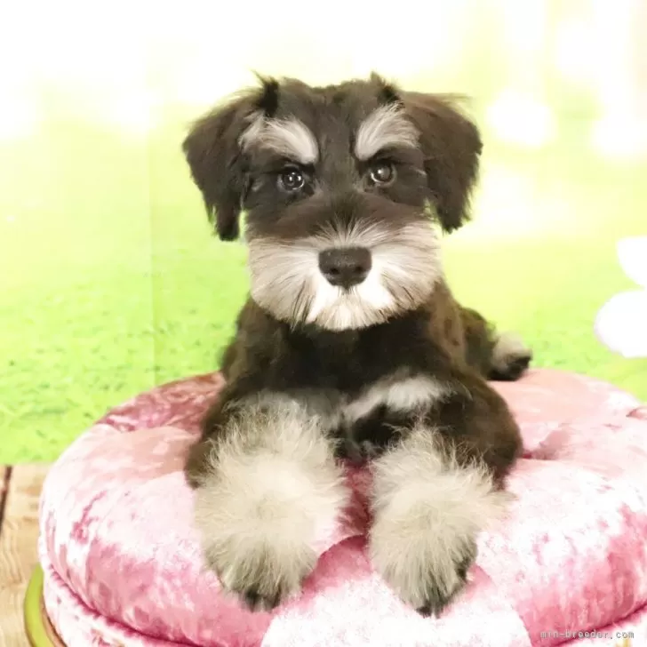 K 様のお迎えした子犬