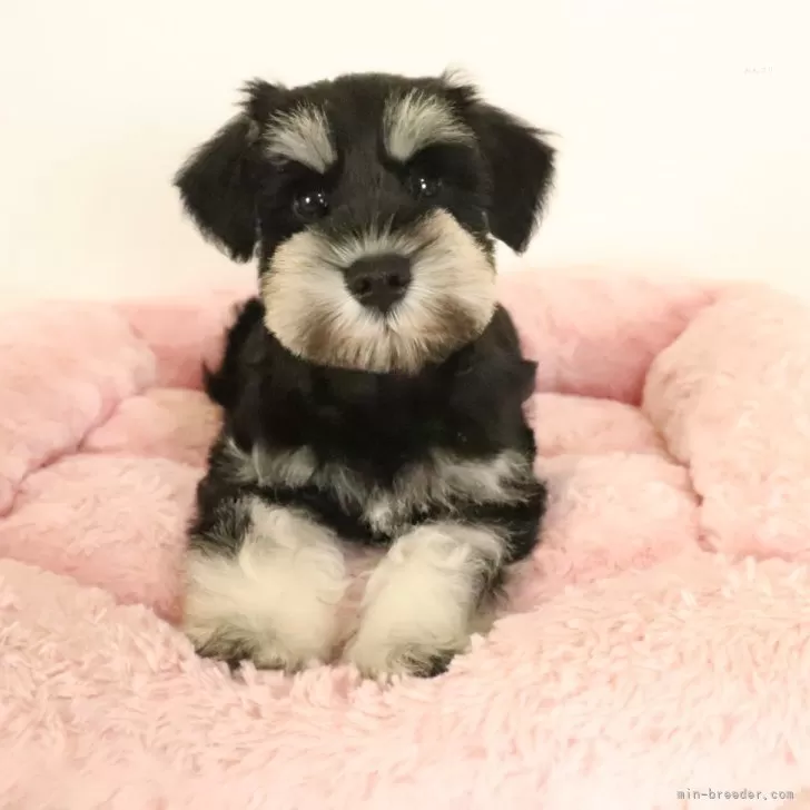 y.a.O 様のお迎えした子犬