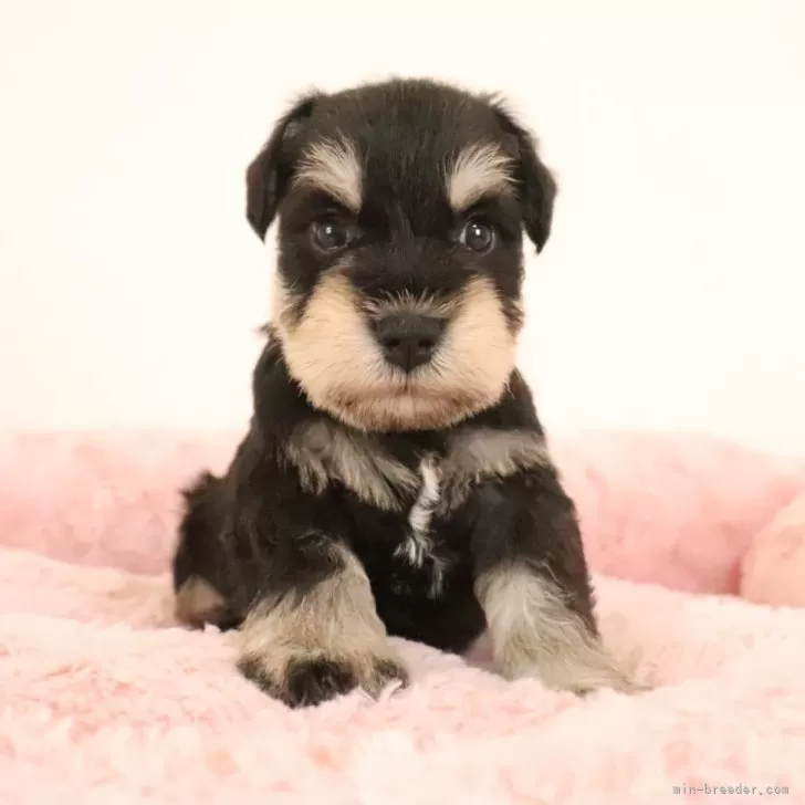 ID：2506-05530の子犬