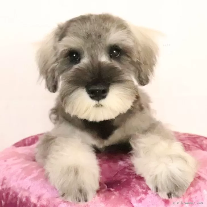 T.H 様のお迎えした子犬