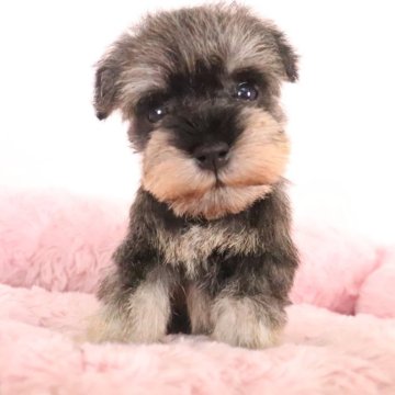 ミニチュアシュナウザー【群馬県・男の子・2025年10月5日・ソルト&ペッパー】の写真「小振りで綺麗なカラーのぱっちりお目目の男の子」