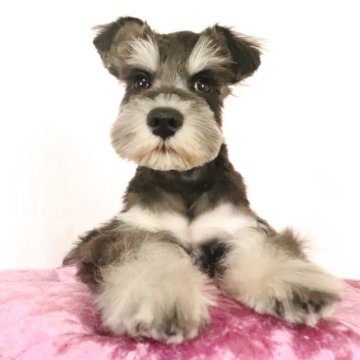 ミニチュアシュナウザー【群馬県・男の子・2025年7月10日・ブラック&シルバー】の写真「小振りでのぱっちりお目目の可愛い男のこ」