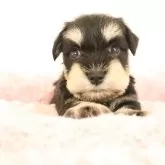 ミニチュアシュナウザー【群馬県・女の子・2025年5月18日・ブラック&シルバー】の写真1