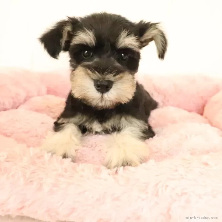 ID：2405-06243の子犬