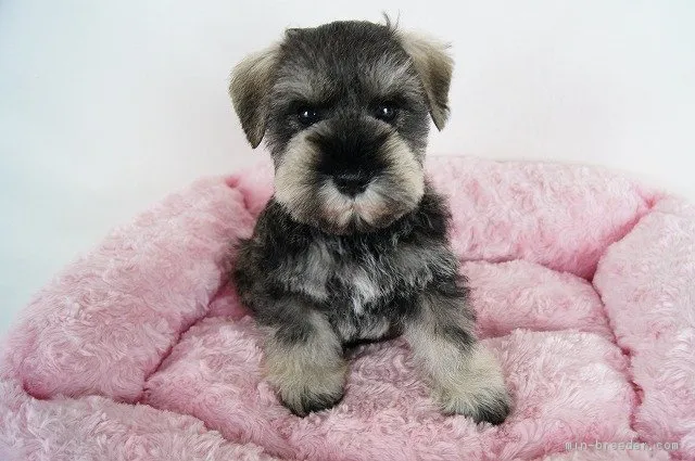 ID:1701-00203の子犬