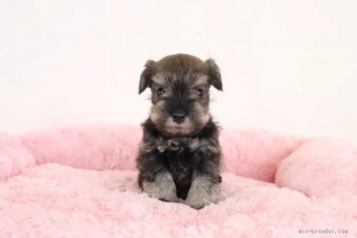 ID：2103-02717の子犬