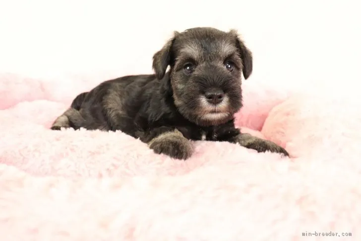 ID:2008-02767の子犬