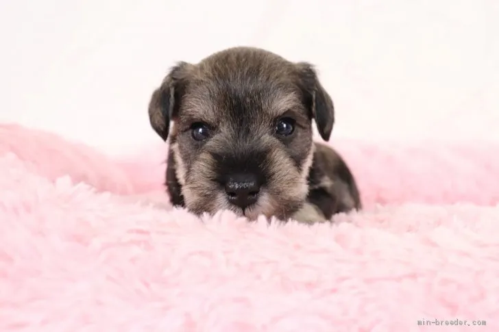 ID:2103-01758の子犬