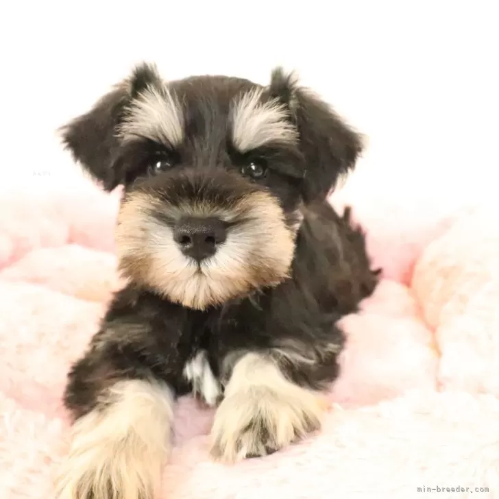 ID:2405-06249の子犬