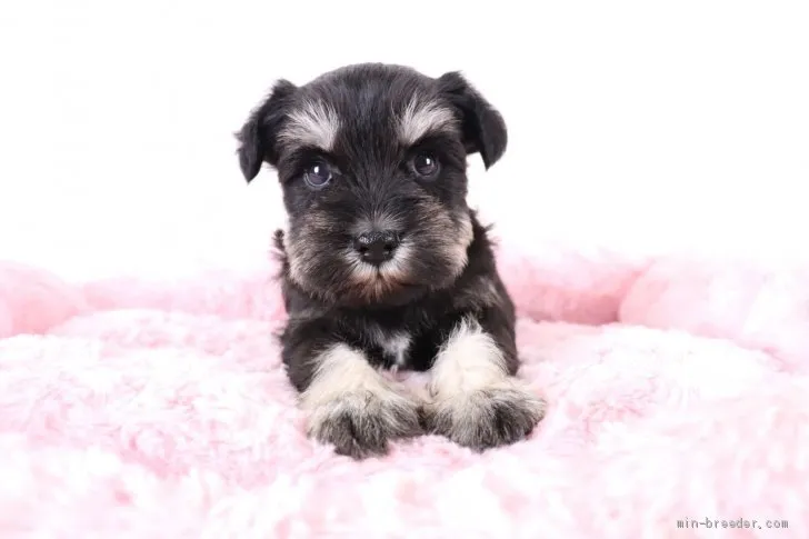 ID:2012-01985の子犬