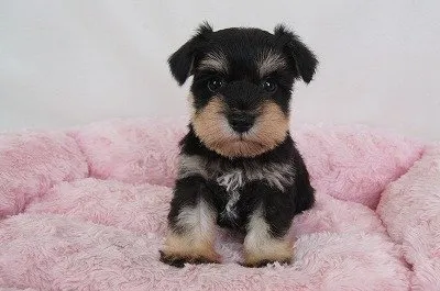ID:1810-00078の子犬