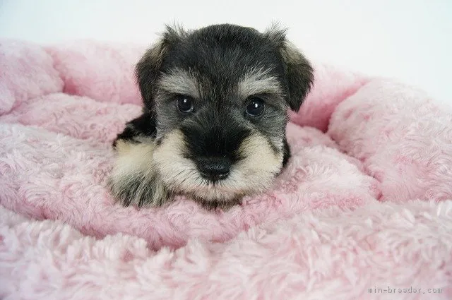 ID:1612-01860の子犬