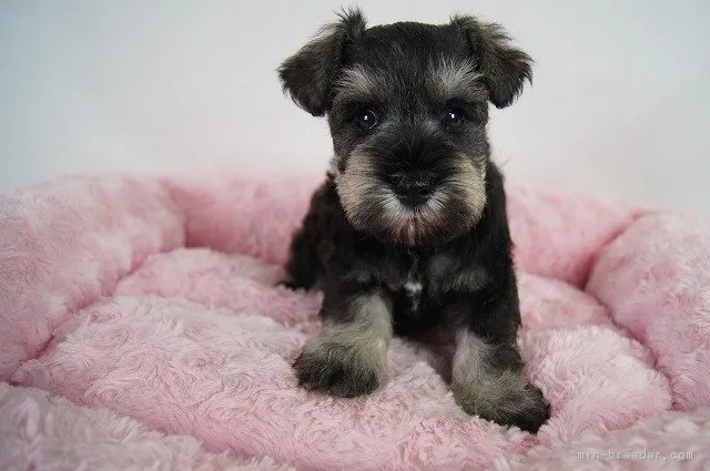 ID:1707-01109の子犬
