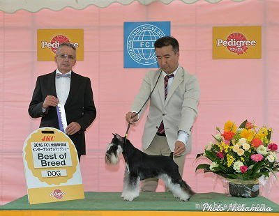 ミニチュアシュナウザー【・男の子・2014年9月17日・ブラック&amp;シルバー】