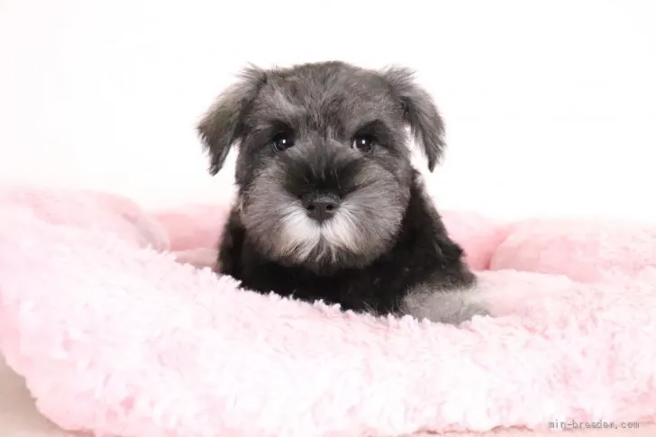 ID：2202-00975の子犬