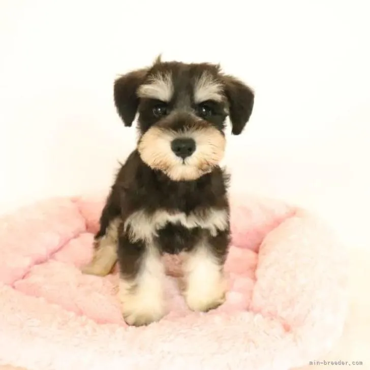 ID：2208-00039の子犬