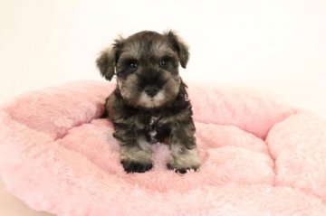 ミニチュアシュナウザー【群馬県・女の子・2021年11月26日・ソルト&ペッパー】の写真「両親PRA検査クリア」