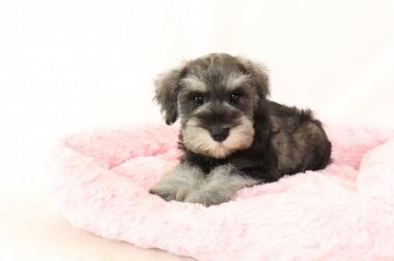 ミニチュアシュナウザー【群馬県・男の子・2019年7月28日・ソルト&ペッパー】の写真「可愛いお顔の男の子」