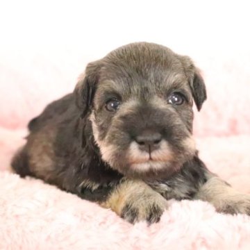 ミニチュアシュナウザー【群馬県・女の子・2023年9月23日・ソルト&ペッパー】の写真「綺麗なカラーのぱっちりお目目の可愛い女の子」