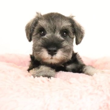 ミニチュアシュナウザー【群馬県・女の子・2023年6月1日・ソルト&ペッパー】の写真「綺麗なカラーのぱっちりお目目の可愛い女の子」