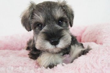 ミニチュアシュナウザー【群馬県・男の子・2018年2月23日・ソルト&ペッパー】の写真「綺麗なカラーのイケメン君です＾＾」
