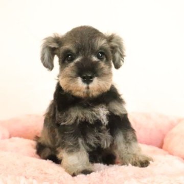 ミニチュアシュナウザー【群馬県・男の子・2023年9月23日・ソルト&ペッパー】の写真「綺麗なカラーのぱっちりお目目の可愛い男の子」